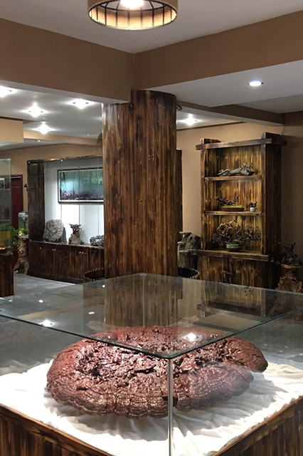 龙泉市野生灵芝研究所展厅图片